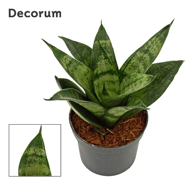 <h4>Sansevieria hahnii 9 cm Frozen (Decorum)</h4>
