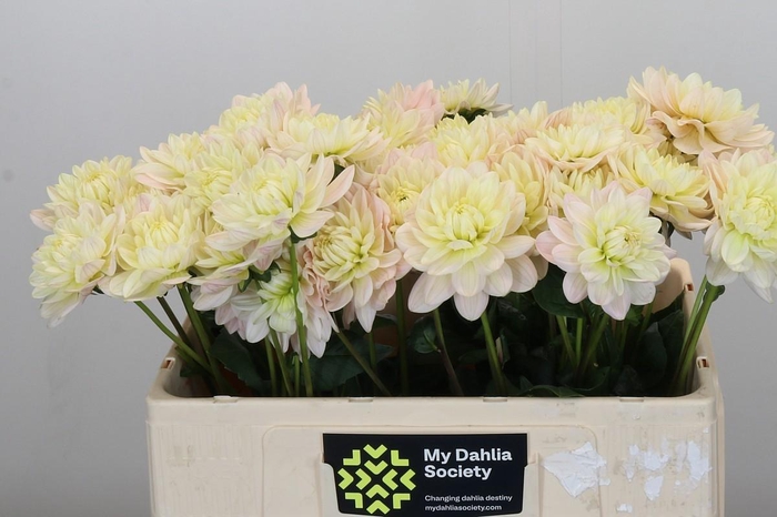 <h4>Dahlia Dianas Memory</h4>