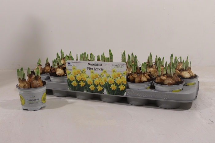 <h4>NARC D TETE BOUCLE</h4>