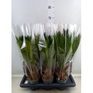 Cycas revoluta