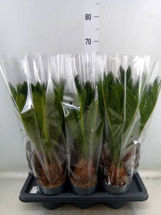 <h4>Cycas revoluta</h4>