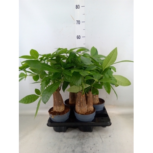 Pachira aquatica