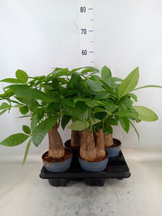 <h4>Pachira aquatica</h4>