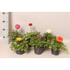 Ranunculus Gemengd  (Ranonkel)