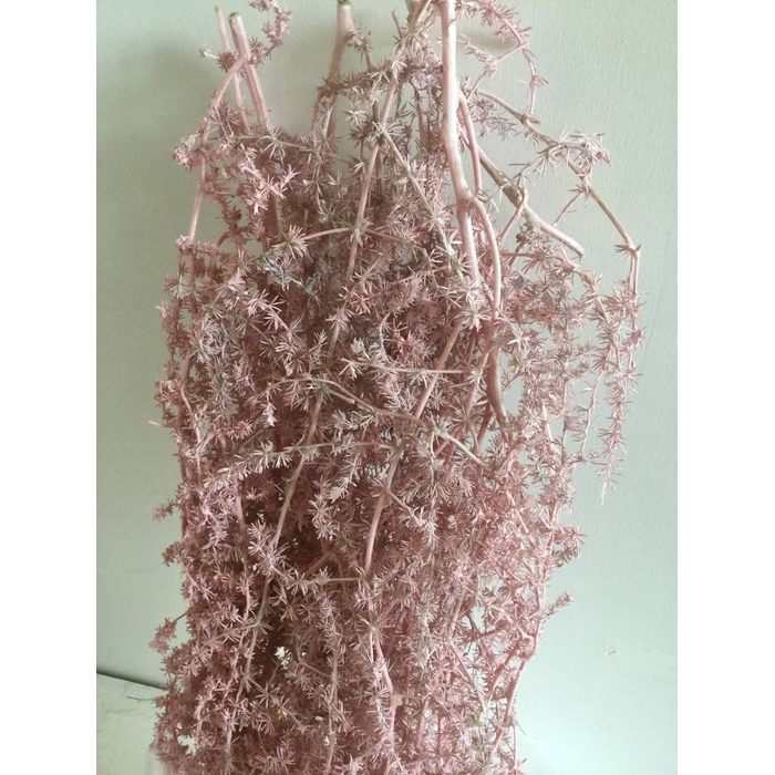 <h4>ASPARAGUS WILD LIGHT PINK 250GR</h4>