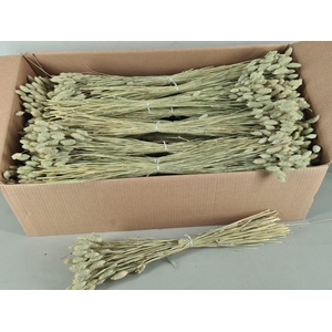 DF Phalaris Green 100 gr