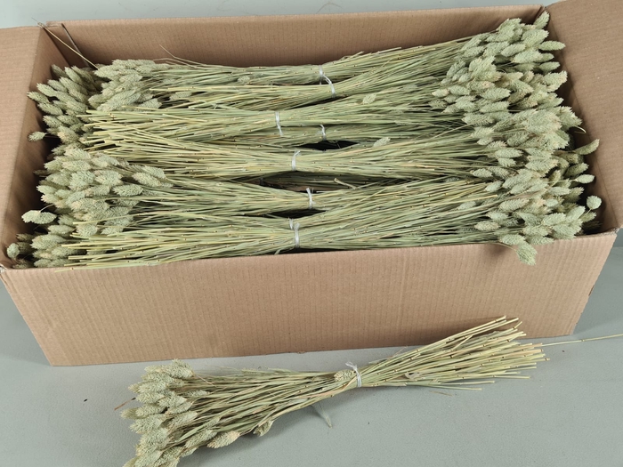 <h4>DF Phalaris Green 100 gr</h4>