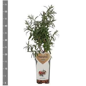 Kleinfruit Hippophae rhamnoides Leikora (Duindoorn), 2 liter