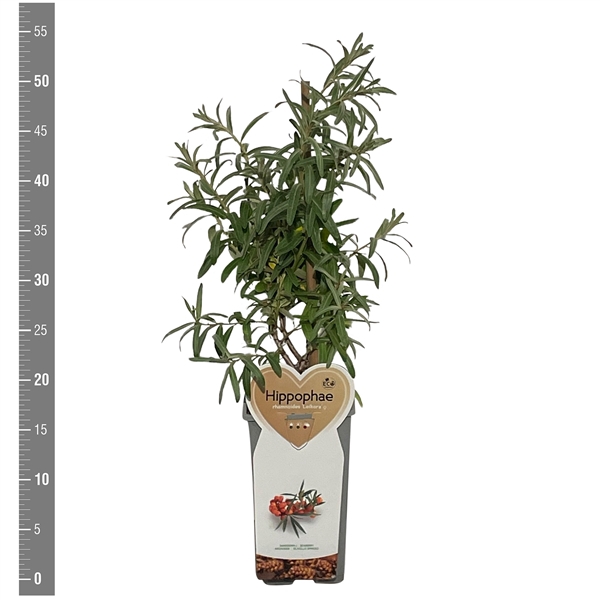 <h4>Kleinfruit Hippophae rhamnoides Leikora (Duindoorn), 2 liter</h4>