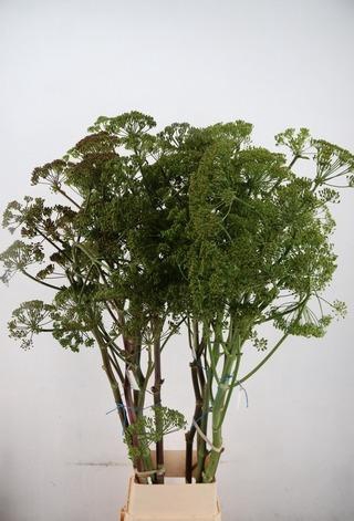 <h4>FOENICULUM VULGARE 175CM</h4>