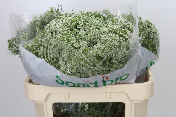 <h4>Ammi Visnaga</h4>