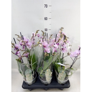 Phalaenopsis multi.   ...rose