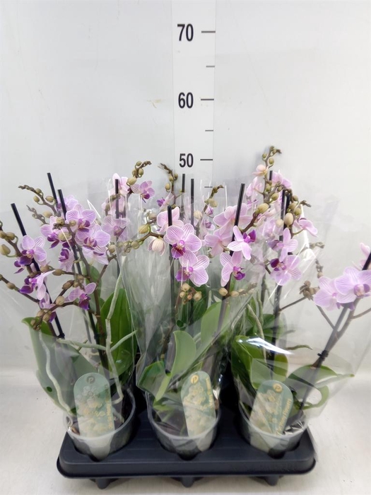 <h4>Phalaenopsis multi.   ...rose</h4>
