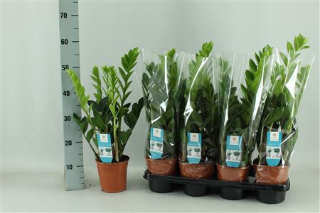 <h4>Zamio Zamiifolia 5-6</h4>