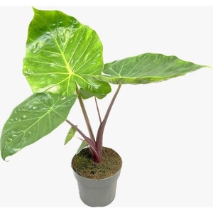 Alocasia   ...