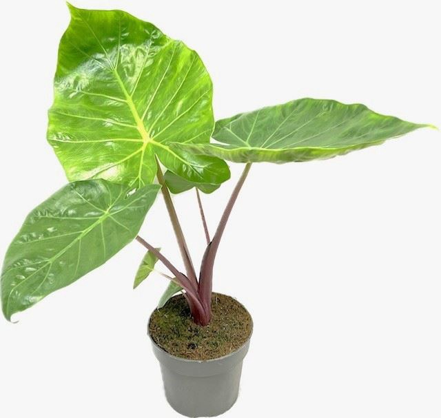 <h4>Alocasia   ...</h4>