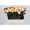 Paeonia Ann Cousins