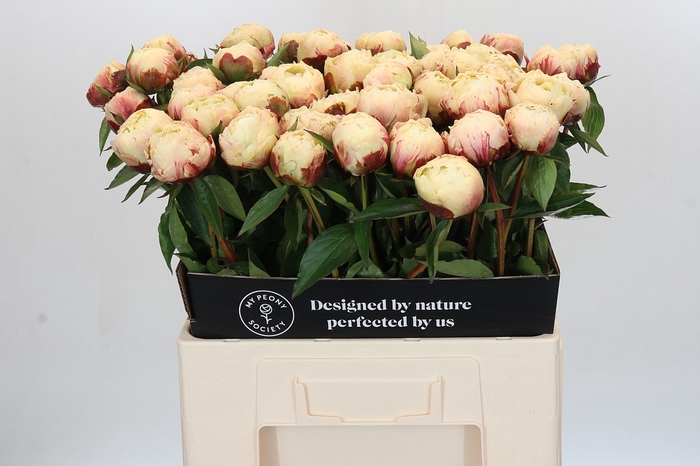 Paeonia Ann Cousins