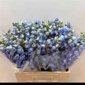 DELPH DU GUARD LAVEN