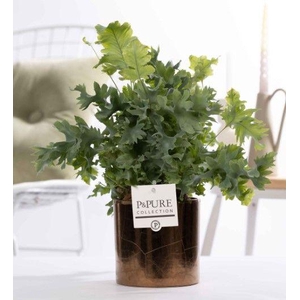 Phlebodium Davana in P&PURE Juliette ceramics Goldbronze