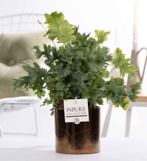 <h4>Phlebodium Davana in P&PURE Juliette ceramics Goldbronze</h4>