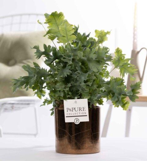 <h4>Phlebodium Davana in P&PURE Juliette ceramics Goldbronze</h4>