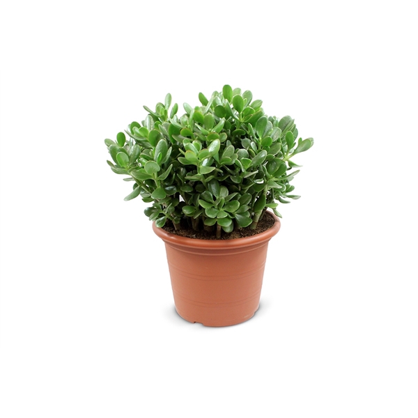 <h4>Crassula Ovata</h4>