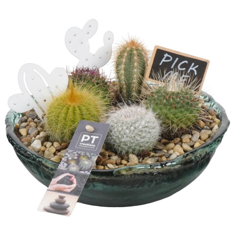 <h4>PTCT3824 Arrangementen Cactus</h4>