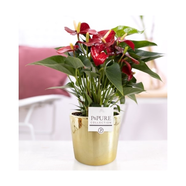 <h4>Anthurium red (Micra) in P&PURE Laryssa ceramics shiny gold</h4>