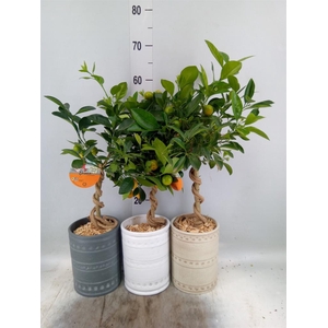 Arr.   Kamerplant Groen H%