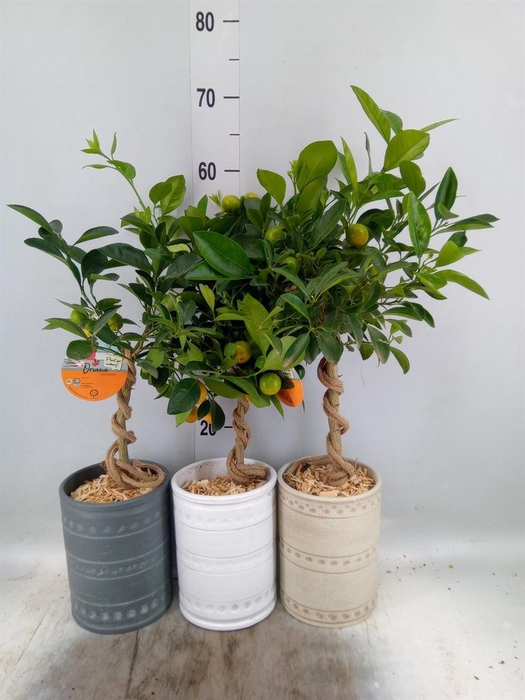 <h4>Arr.   Kamerplant Groen H%</h4>