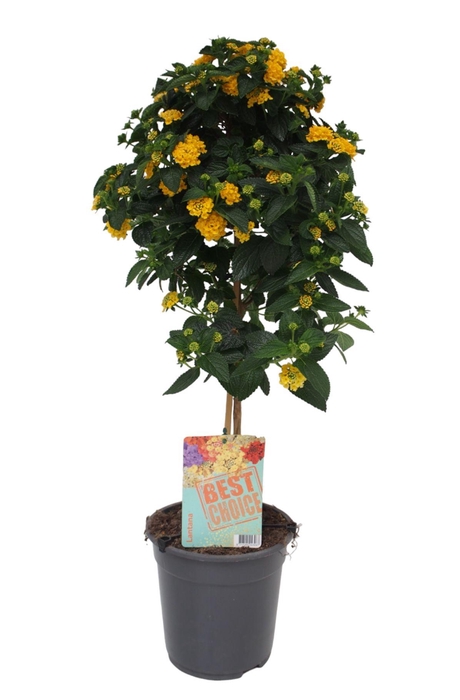 <h4>Lantana geel</h4>