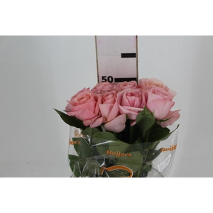 ROSA GARDEN LONDON EYE 050 CM