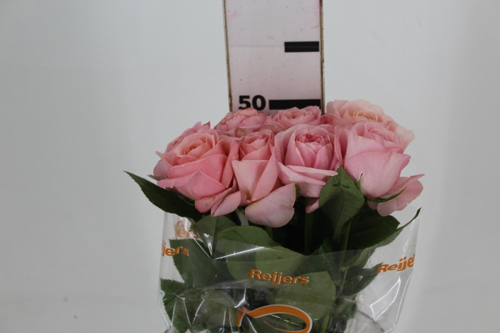 <h4>ROSA GARDEN LONDON EYE 050 CM</h4>