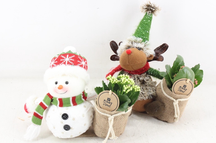 <h4>arr2 PL - Sneeuwpop/rendier mix x6</h4>