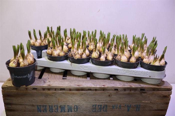 <h4>Muscar Lindsay</h4>