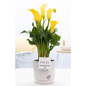 Zantedeschia yellow in P&PURE Floor ceramics white
