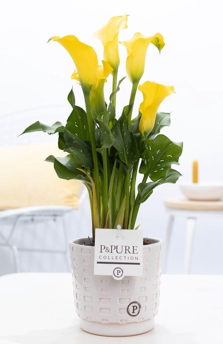 <h4>Zantedeschia yellow in P&PURE Floor ceramics white</h4>