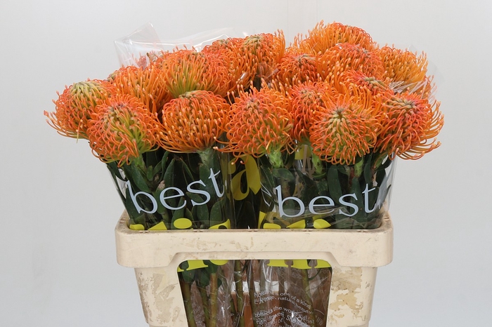 <h4>Nutans Ayoba Peach</h4>