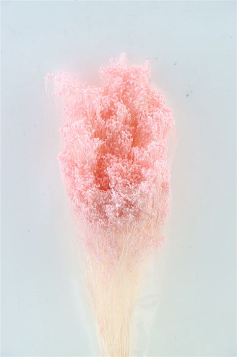 Dried Brooms L Pink Bunch