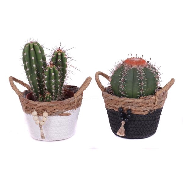 <h4>Cactus mix 10,5 cm in tokelau mand</h4>