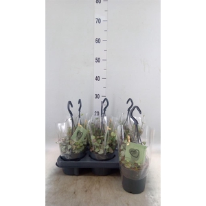 Ceropegia woodii ssp. woodii