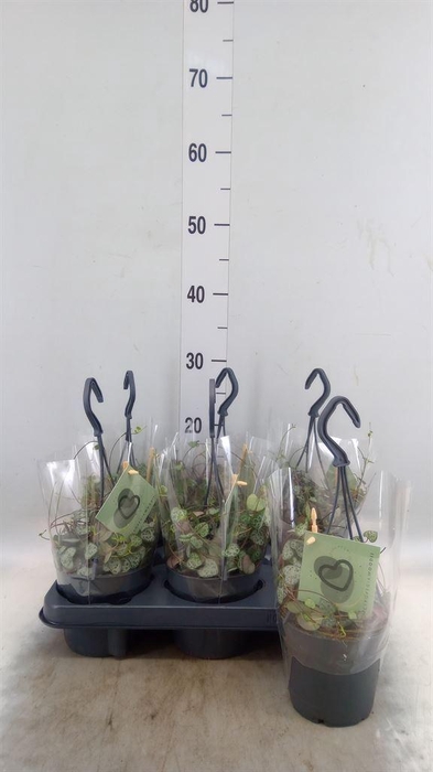 <h4>Ceropegia woodii ssp. woodii</h4>