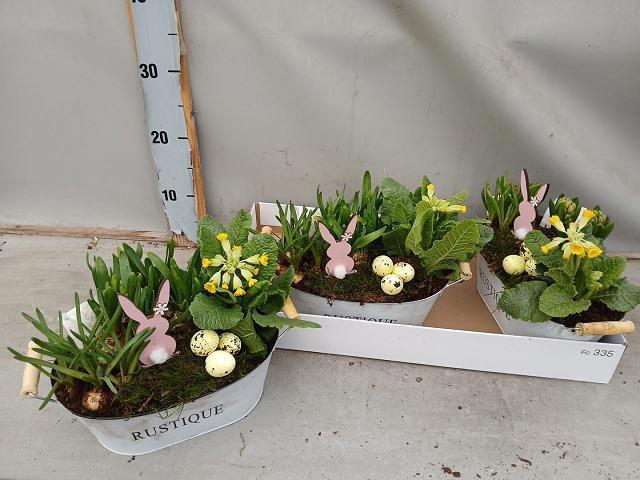 <h4>ARR BOL KNOLGEWAS</h4>