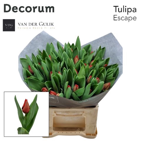 <h4>TU EN ESCAPE</h4>