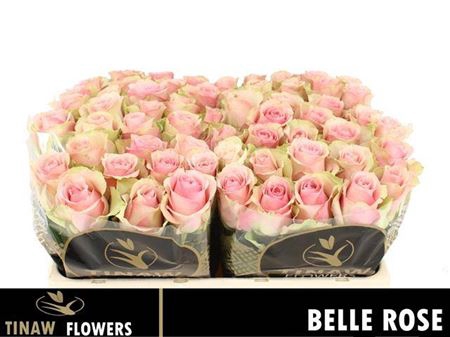 <h4>R Gr Belle Rose</h4>