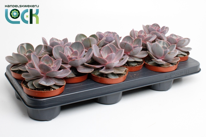 <h4>Echeveria Perle von Nurnberg</h4>