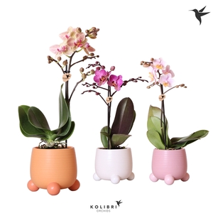 Kolibri Orchids Phalaenopsis Mix 1 spike in Rolling pot mix