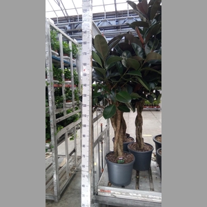 Ficus elastica 'Burgundy'