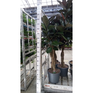 Ficus elastica 'Burgundy'